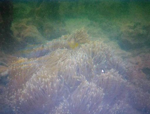 Pemkab Rohil Mulai Jual Keindahan Terumbu Karang Pulau Jemur